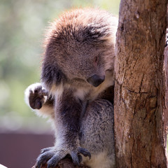 Australian Koala in a wildlife sanctuary.	