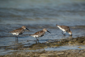 Dunlins at Busaiteen coast, Bahrain