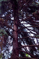 fragments of pine trees in a country forest