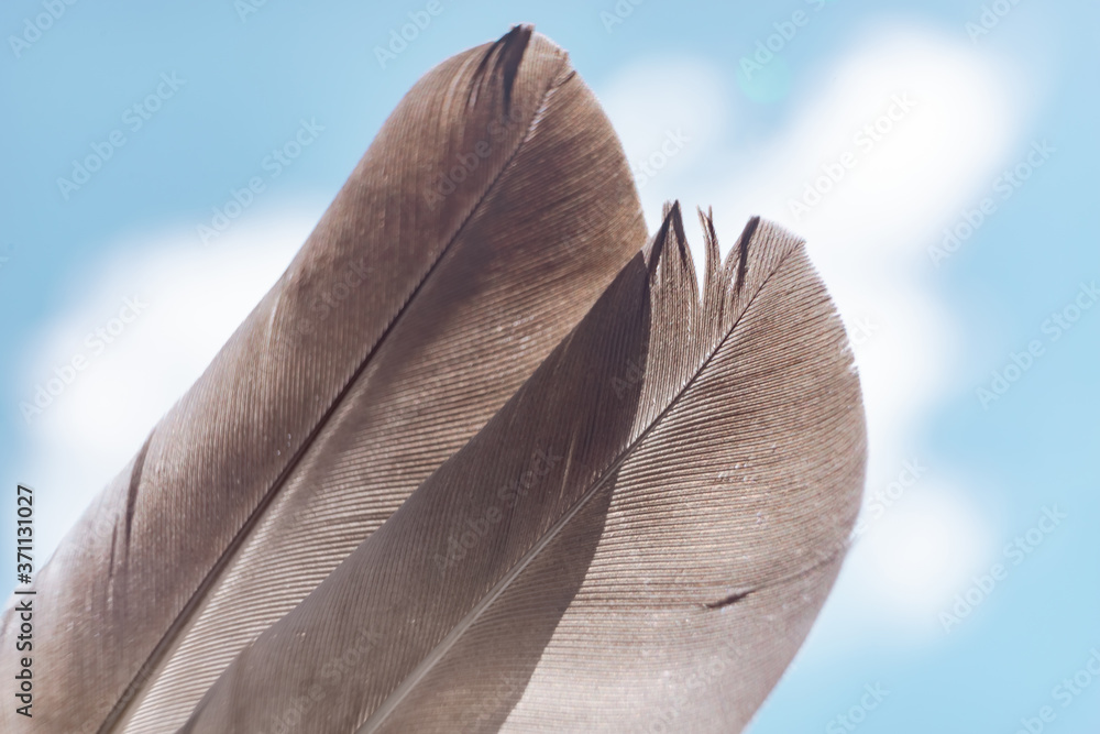 Poster Exotic texture feathers background close up. Sky, blue pattern for your design. Macro photography view.