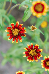 Red and yellow zinnia flowers in the summer garden