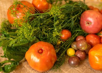 tomatoes of different shapes, colors and sizes, harvest time