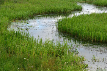 Swampy area with bumps and green grass on the surface of the pond.