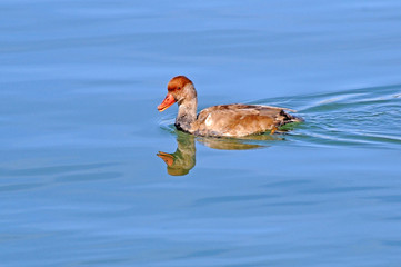 Duck on the river Danube