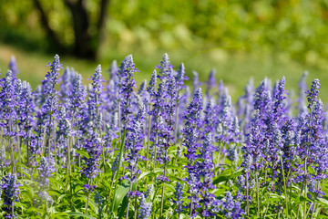 青いサルビアの花　馬見丘陵公園　8月　夏