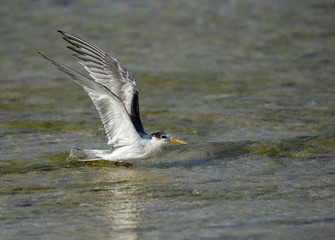Greater crested tern bathing