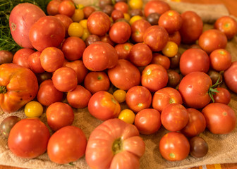 tomatoes of different shapes, colors and sizes, harvest time