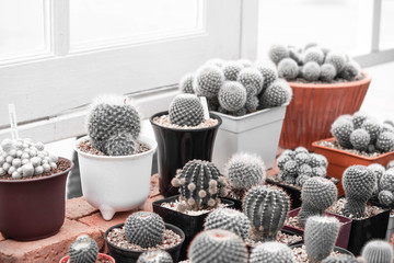 Potted cactus plants next white wooden window.Interior inspiration indoor window garden. Small succulent, cactus, Pot plants decorative on wooden table.