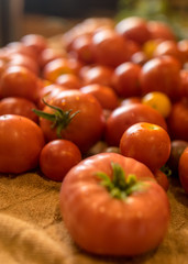 tomatoes of different shapes, colors and sizes, harvest time
