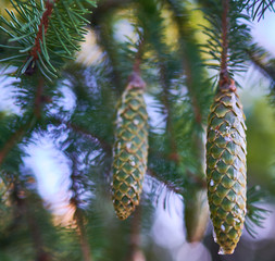 green cones grow on green spruce