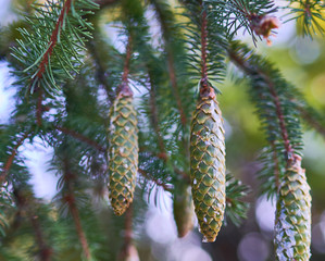 green cones grow on green spruce