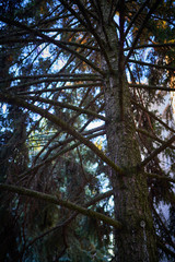Fototapeta premium fragments of pine trees in a country forest