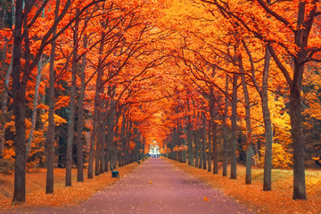 Alley of orange-red maples in the park walking path in perspective.