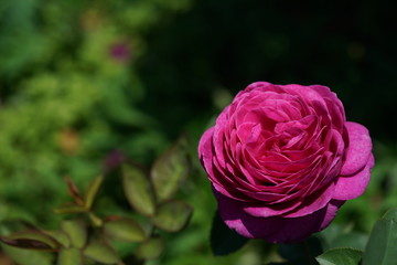 Light Purple Flower of Rose 'Heidi Klum Rose' in Full Bloom
