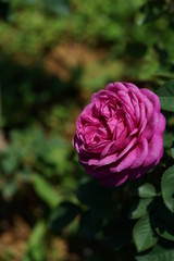 Light Purple Flower of Rose 'Heidi Klum Rose' in Full Bloom

