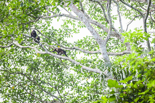 Howler Monkey In Panama