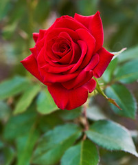 red rose flower close-up on green background