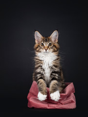 Fototapeta na wymiar Very sweet tortie Maine Coon cat kitten with white socks, sitting like bunny in pink velvet bag. Looking above camera. Isolated on black background.