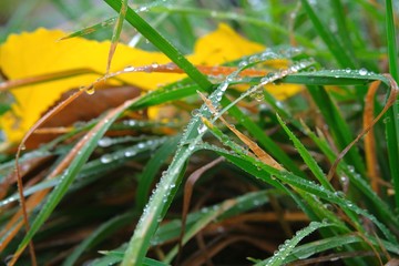 Autumn grass covered with raindrops close-up. Autumn mood. Autumn composition.