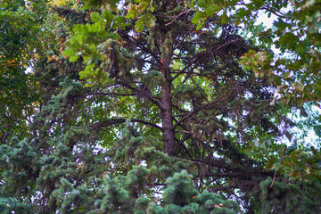 fragments of pine trees in a country forest