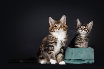 Very sweet tortie Maine Coon cat kitten with white socks, sitting beside tabby kitten in green velvet bag. Looking both towards camera. Isolated on black background.