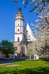 Fototapeta na wymiar Kirschblüten im Frühling vor der Leipziger Thomaskirche.