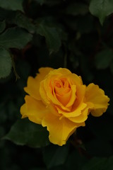 Yellow Flower of Rose 'Henry Fonda' in Full Bloom
