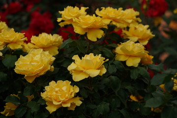 Yellow Flower of Rose 'Henry Fonda' in Full Bloom
