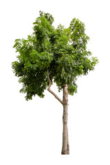 Fototapeta premium Golden shower tree isolated on white background.