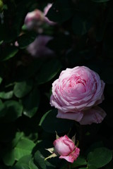 Pink Flower of Rose 'Her Majesty' in Full Bloom
