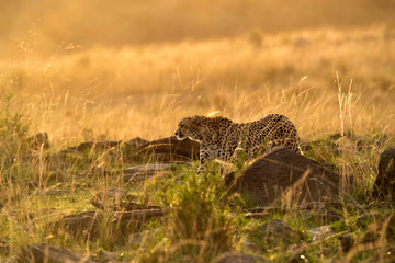 Cheetah in the evening light. A backlit images