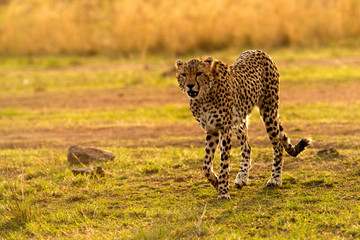 Cheetah in the evening light. A backlit images