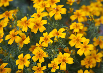 yellow flowers in the garden