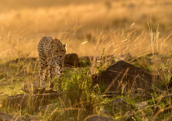 Cheetah in the evening light. A backlit images