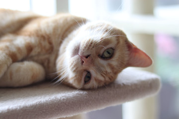 カメラ目線でポーズをとる猫アメリカンショートヘア
Cat American shorthair posing for the camera.