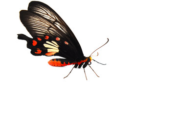 butterfly isolated on white