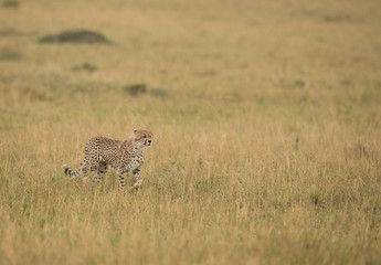 Cheetah on a walk in Savannah grassland