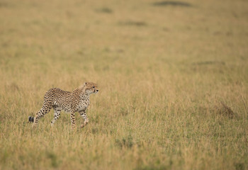 Cheetah on a walk in Savannah grassland