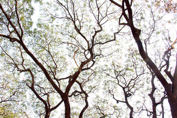 Fototapeta premium Art of tree. The picture shows the endless spreading of branches. A natural big tree in Southeast Asia.