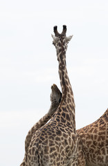 A pair of Giraffes courtship display