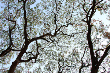 Art of tree. The picture shows the endless spreading of branches. A natural big tree in Southeast Asia.