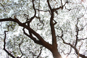 Art of tree. The picture shows the endless spreading of branches. A natural big tree in Southeast Asia.