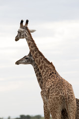 A pair of Giraffes courtship display