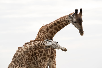A pair of Giraffes courtship display