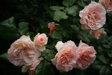 Light Cream Flower of Rose 'Honore de Balzac' in Full Bloom

