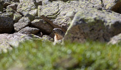 Marmota alpina (marmota marmota)