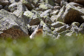 Marmota alpina (marmota marmota)