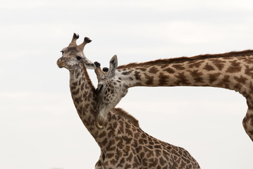A pair of Giraffes courtship display