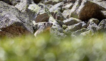 Marmota alpina (marmota marmota)