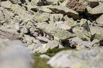 Marmota alpina (marmota marmota)